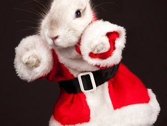 Santa Bunny – VIDEO